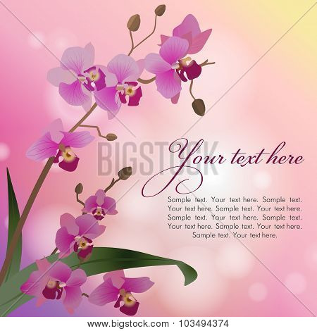 Orchid