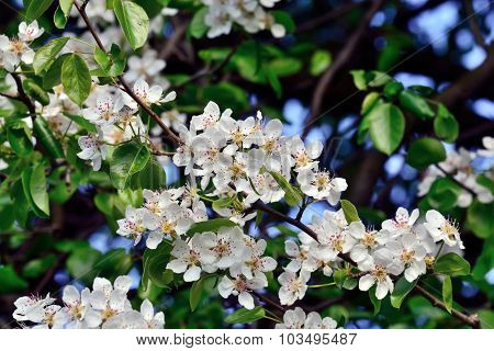 Spring. Pear Blossoms