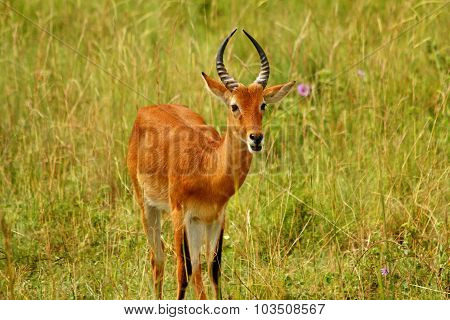 Portrait Of A Kob