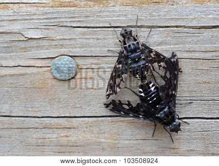 Tiger bee flies mating