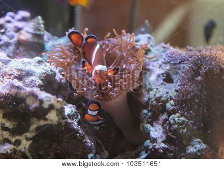 Clownfish, Amphiprioninae