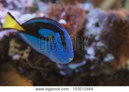 Palette tang fish, Paracanthurus hepatus