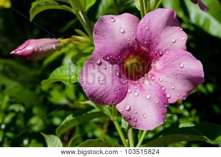 Allamanda Flower