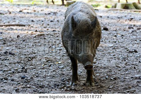 boar