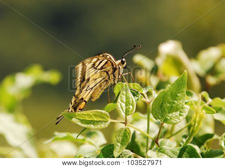 Southern Swallowtail Butterfly