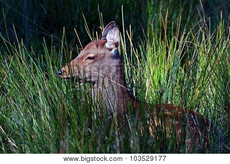 deer