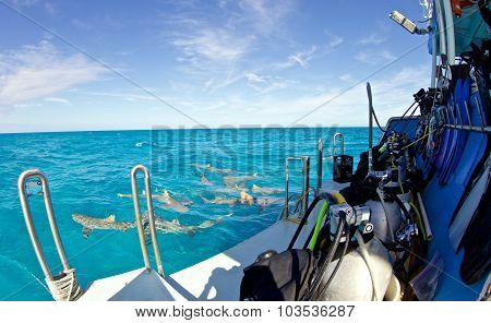 Shark diving