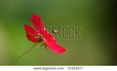 Miel de abeja y flor rosa roja