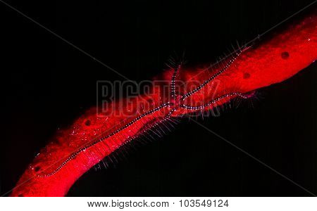 Brittle Star