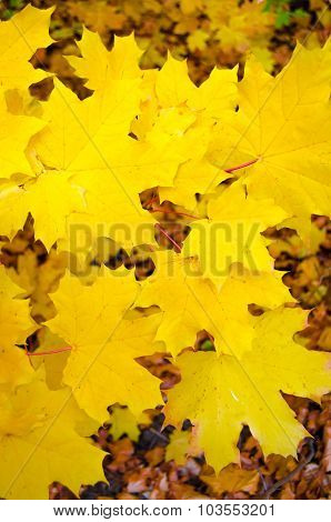 Autumn leaves