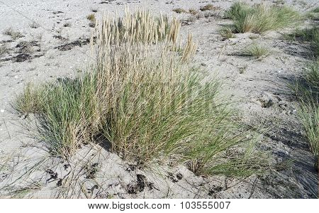 Sand Dunes In Autumn