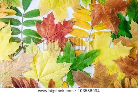 Autumn leaves