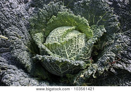Cabbage