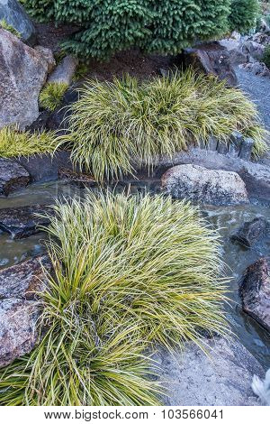 Sedge Grass And Stream