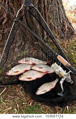 Catching Freshwater Fish And Fishing Rods With Fishing Reel.