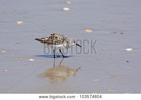 Sanderling Reflected On An Ocean Beach