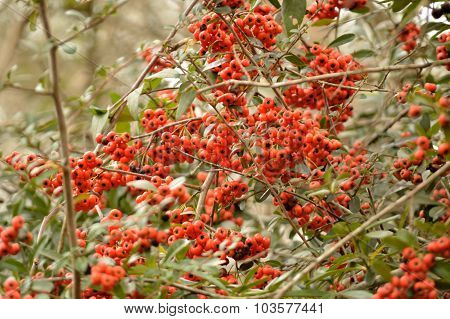 Firethorn (pyracantha) Bush Berries