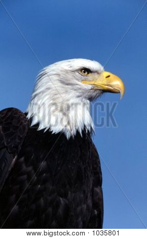 Bald Eagle Haliaeetus Leucocephalus 3