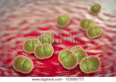 close up of meningitis bacteria also known as meningococcus 3D illustration