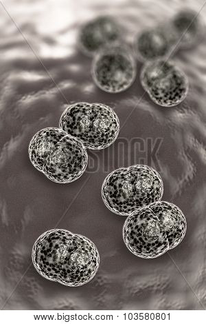 close up of meningitis bacteria also known as meningococcus 3D illustration