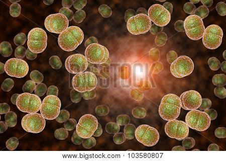 3D microscope close up of meningitis bacteria also known as meningococcus