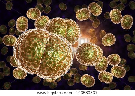 3D microscope close up of meningitis bacteria also known as meningococcus