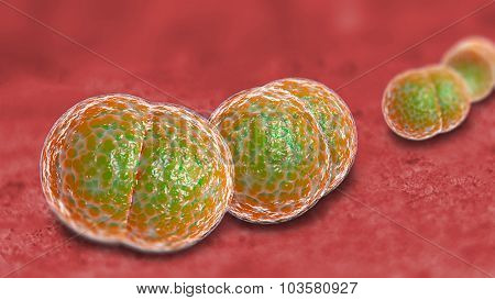 3D microscope close up of meningitis bacteria also known as meningococcus