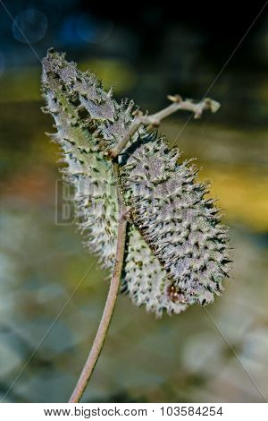 Seed Pods Of Pergularia, Pergularia Daemia