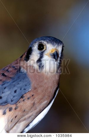 American Kestrel Male Falco Sparverius 2