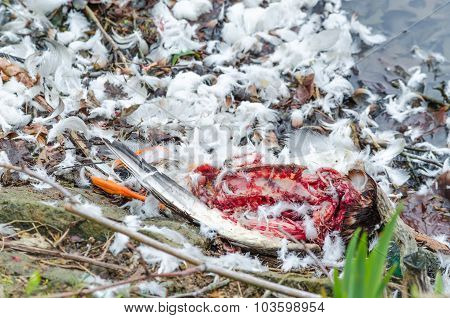 Ripped By Wild Animals