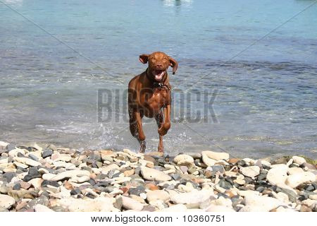 cão Weimaraner, correndo na praia