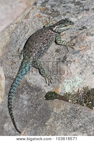 Yarrow's Spiny Lizard