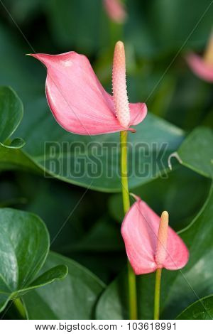 Anthurium sonate (flamingo Lily)