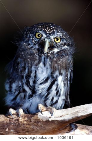 Pigmy Owl Glaucidium Gnoma 1