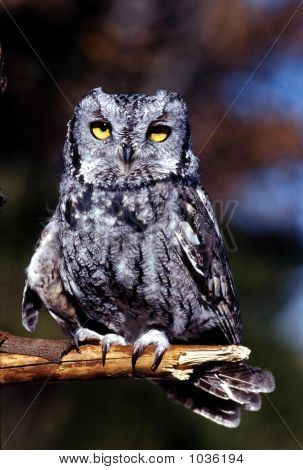 Screech Owl Otus Asio 1