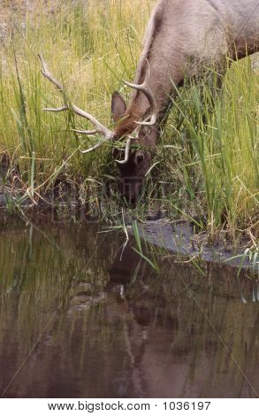 Elk Bull Cervus Canadensis 4