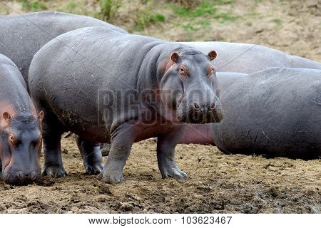 Hippo Family