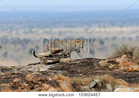 Leopard