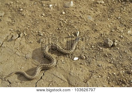 Snake. The snake and the earth. Serpent. Earth. Earth background. Earth texture. Dry earth. Soil. Soil background. Soil texture.Drought.
** Note: Shallow depth of field