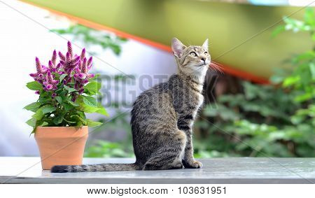 Cat And Flower