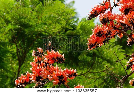 Bastard Teak Flowers