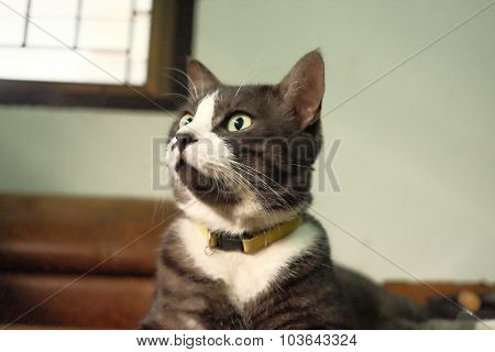A cute cat