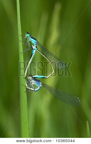Ischnura elegans - modré sledoval Motýlice