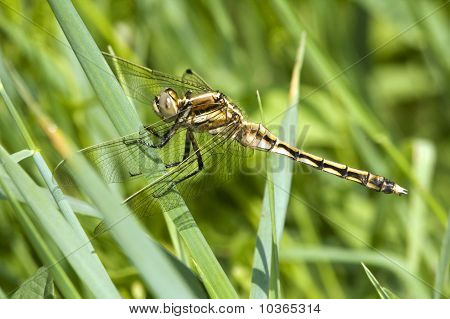 Orthetrum albistylum / หางขาวแหล่ง
