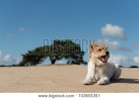 Dog on sanddune