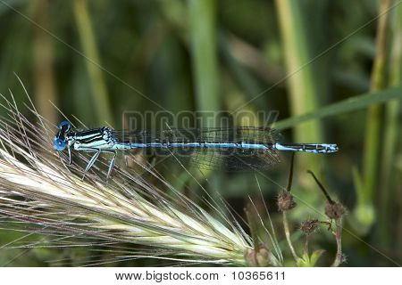 ขาวขา damselfly / Platycnemis pennipes