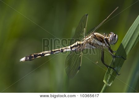 Orthetrum albistylum / หางขาวแหล่ง
