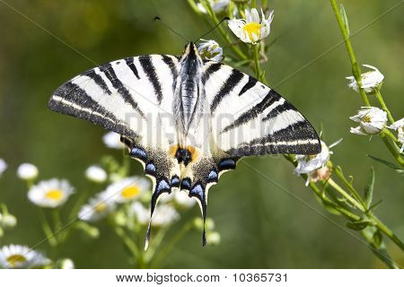 Iphiclides podalirius / scarse macaone