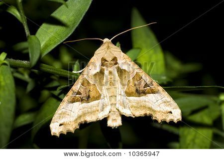สีมุม / Phlogophora meticulosa