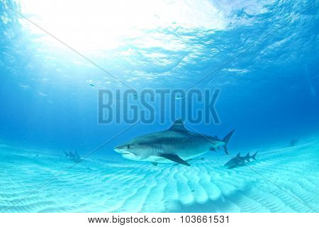 Tiger shark